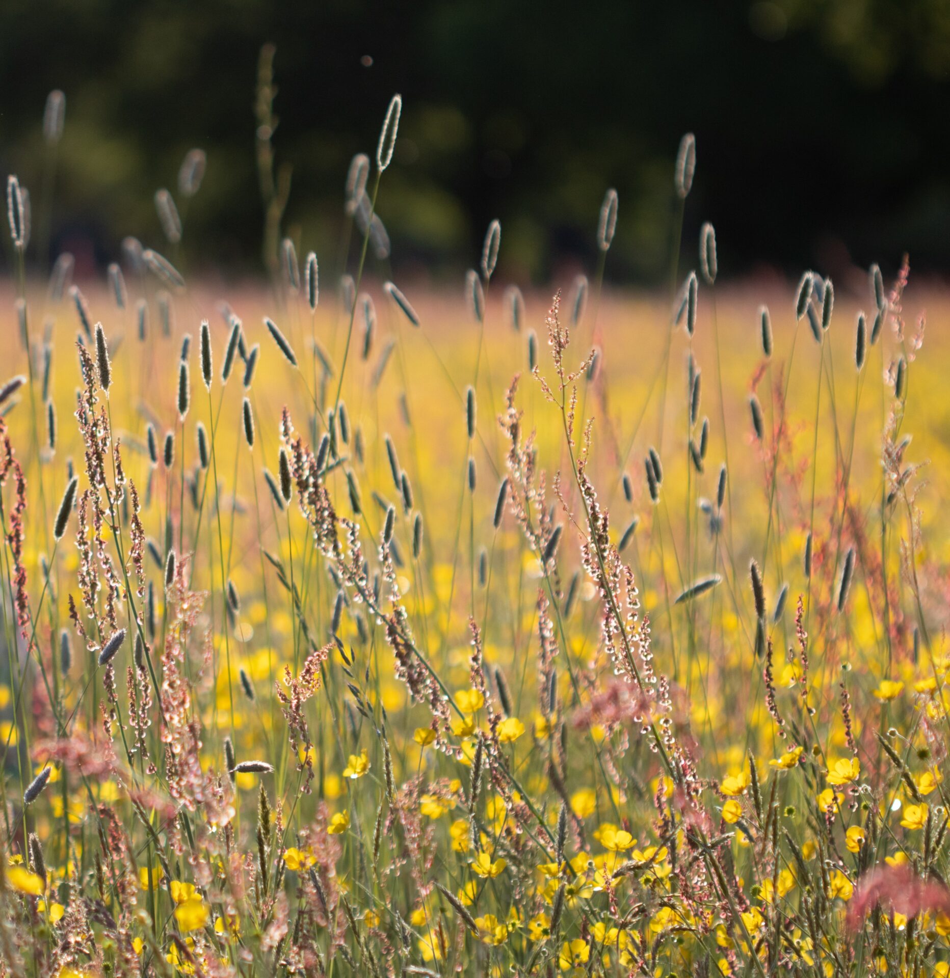 Meadow Buttercup (Ranunculus acris) Sussex by Jen Fellows