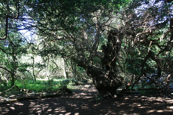 Yew (Taxus baccata) woodland at Kingley Vale